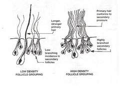 Primary vs Secondary Follicles