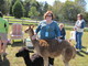 Get the real feel of suri alpaca!