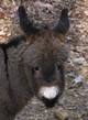 Meet miniature donkey babies!