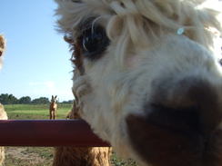 Suri Alpacas: Up Close and Personal!