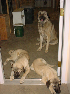 Three Anatolians at the Door