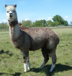 Photo of Grey(Med/Dk Rose) Alpaca Fiber -Serafina