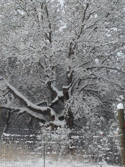 12-6-13 Snow in Redding