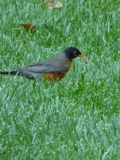 Here's the busy little robin.