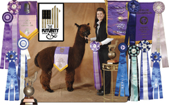 Crystal Spartan (Co-Owned with Crystal Lake Alpacas)