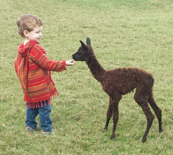 Grandson Tyler with new cria