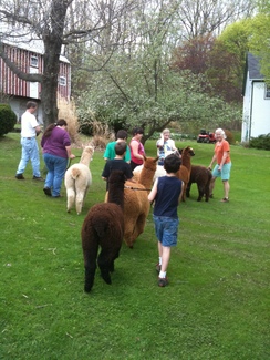 hiking with the alpacas