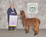 alpaca for sale