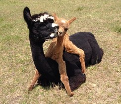 A mom and her first born cria