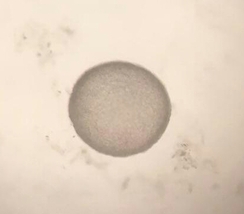 8 day old alpaca embryo