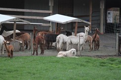 CJ guarding his alpacas!