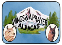 Wings and A Prayer Alpacas - Logo