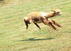 Alpaca Air You are cleared to land on runway 4R