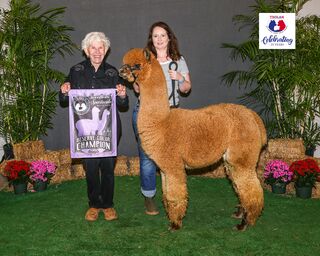 CRESCENT MOON'S GERTRUDE: 2024 Sweetheart Spectacular Reserve Champion