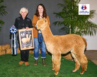 ESTATES RINGMASTER'S CROWN SCEPTER: 2024 TXOLAN Sweetheart Spectacular 1st Place, & Reserve Champion