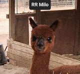 Photo of RR Milo