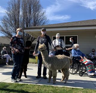 Our Alpacas visiting an assisted living facility