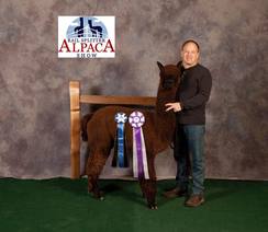 Midnight Justice 3x Champion at 3.5 Years Old!