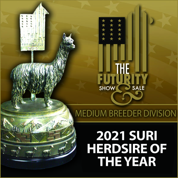 2021 Suri Herdsire of the Year!