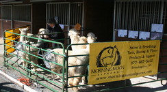 Southern Select Alpaca Show Advertising Your Herd
