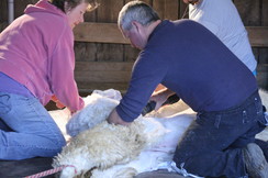 Dianne Working With Our Professional Shearer Darren Kennedy