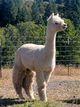 alpaca for sale