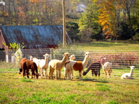 Bedford's Lincoln Pike Alpaca Farm, LLC - Logo