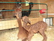 Abbey and cria Penny Lane