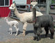 With mom and Aunt Rosie ... the alpaca that was SUPPOSED to be having a baby!
