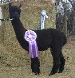 Introducing BB King o' the Hill, Multiple Black Male Champion standing at Stud at TnC Farms, summer 