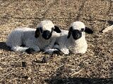 Sofie’s twin ram lambs