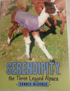 Serendipity the Three Legged Alpaca  