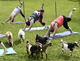 Goat yoga - who would've thought!