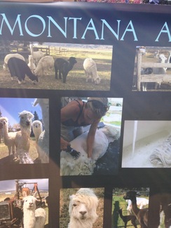 Shearing Suris and Huacayas in MT,ID,WY
