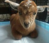 Photo of Cookie - Emotional Support Therapy Bottle Baby Goat 
