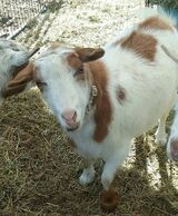 Photo of Miss Kitty - Nigerian Dwarf Doeling (Can be sold bred)