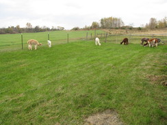 Our Ladies in their new pasture.