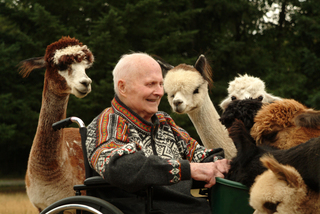 Carlo in love with alpacas