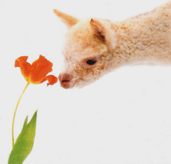 Alpaca smelling a Flower