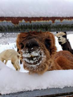 Chewy trying to give me a snowy kiss through the gate!