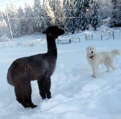 Pedro and our dog Snowy. Snowy is a Maremma