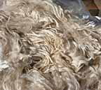 Raw alpaca fleece