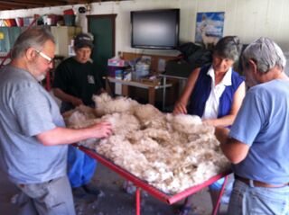 Adults July 10 Washing Alpaca Fleece