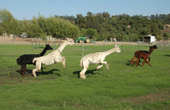 Jumping for joy at Alpacas at Windy Hill
