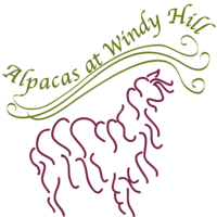 Alpacas at Windy Hill - Logo