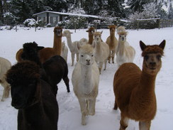 Alpaca's in the snow Feb. 2014