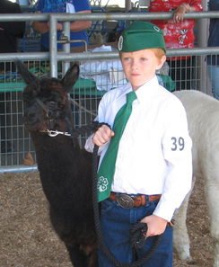 Justen participates in a 4-H alpaca event.