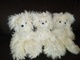 White Suri bears