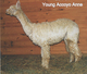 Photo of Young Accoyo Anne