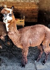 Copper Star Alpaca Farm - Sold Alpacas - Openherd